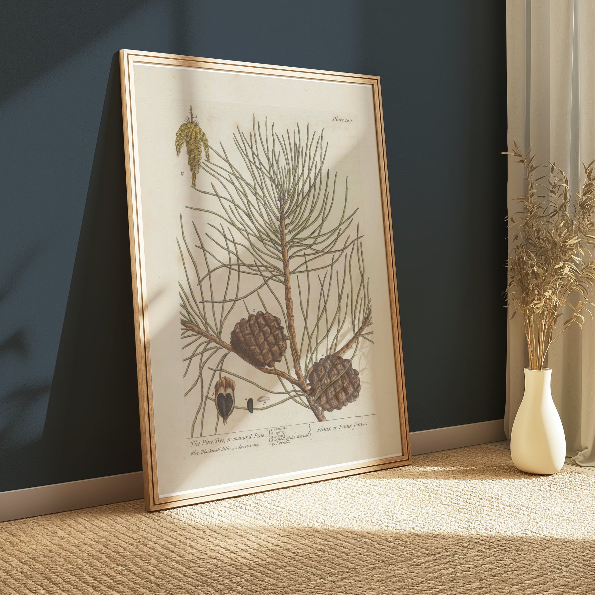 Premium Poster of Botanical Illustration of Pine Tree with Cones Posters