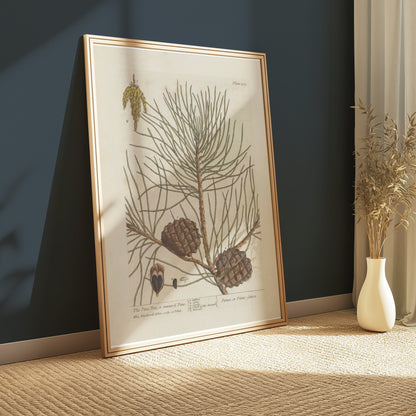 Premium Poster of Botanical Illustration of Pine Tree with Cones Posters