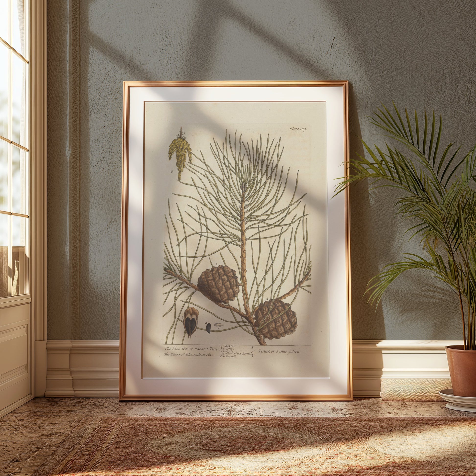 Premium Poster of Botanical Illustration of Pine Tree with Cones Posters