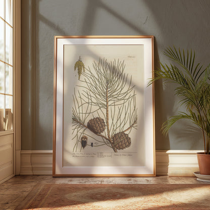 Premium Poster of Botanical Illustration of Pine Tree with Cones Posters