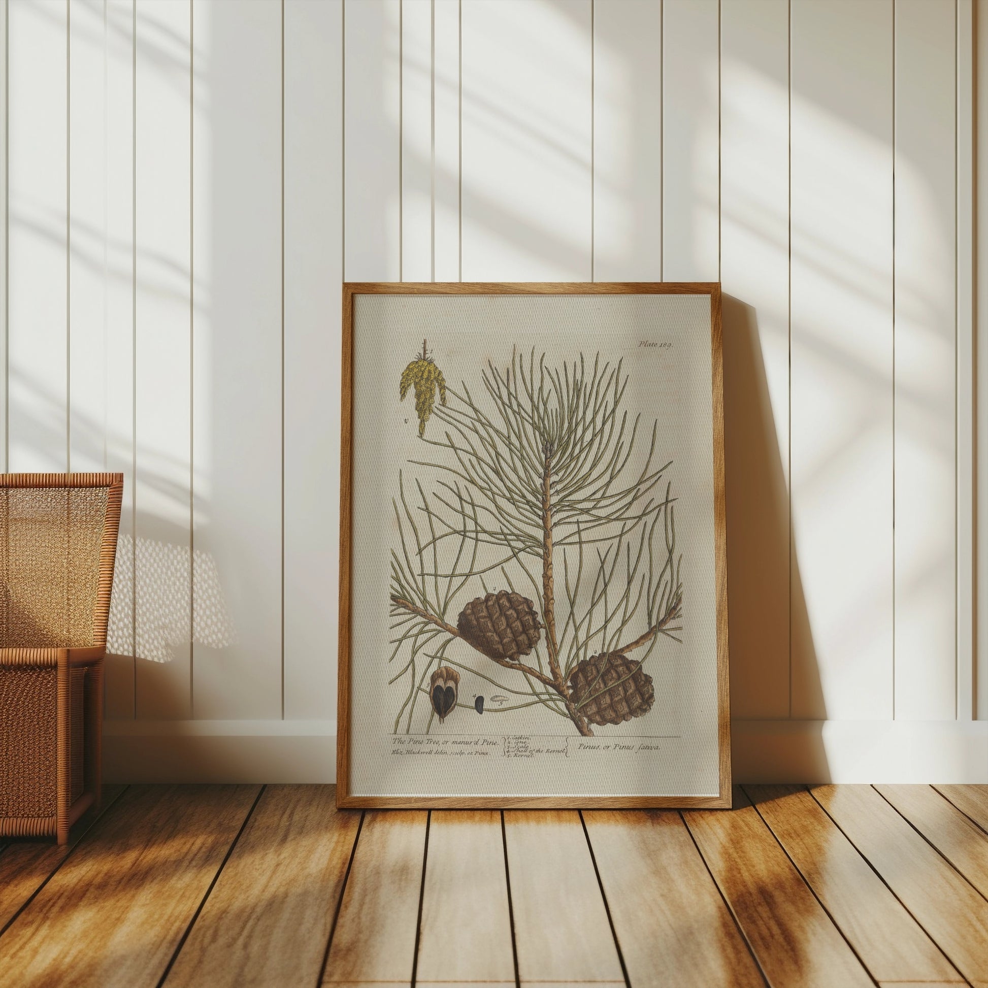 Premium Poster of Botanical Illustration of Pine Tree with Cones Posters