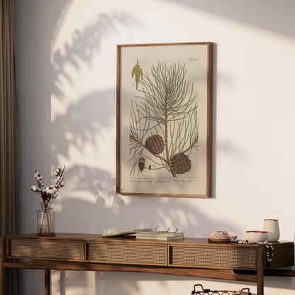Premium Poster of Botanical Illustration of Pine Tree with Cones Posters