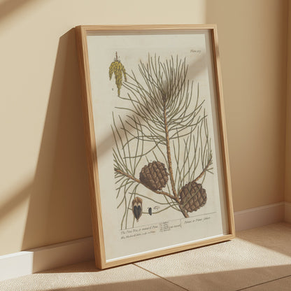 Premium Poster of Botanical Illustration of Pine Tree with Cones Posters