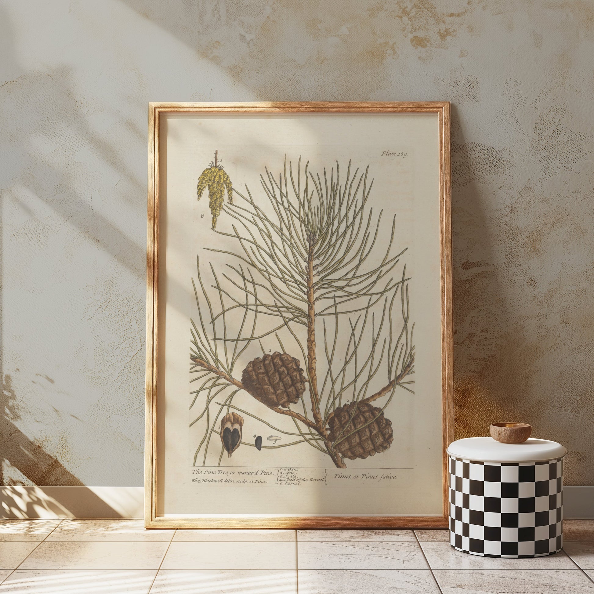 Premium Poster of Botanical Illustration of Pine Tree with Cones Posters