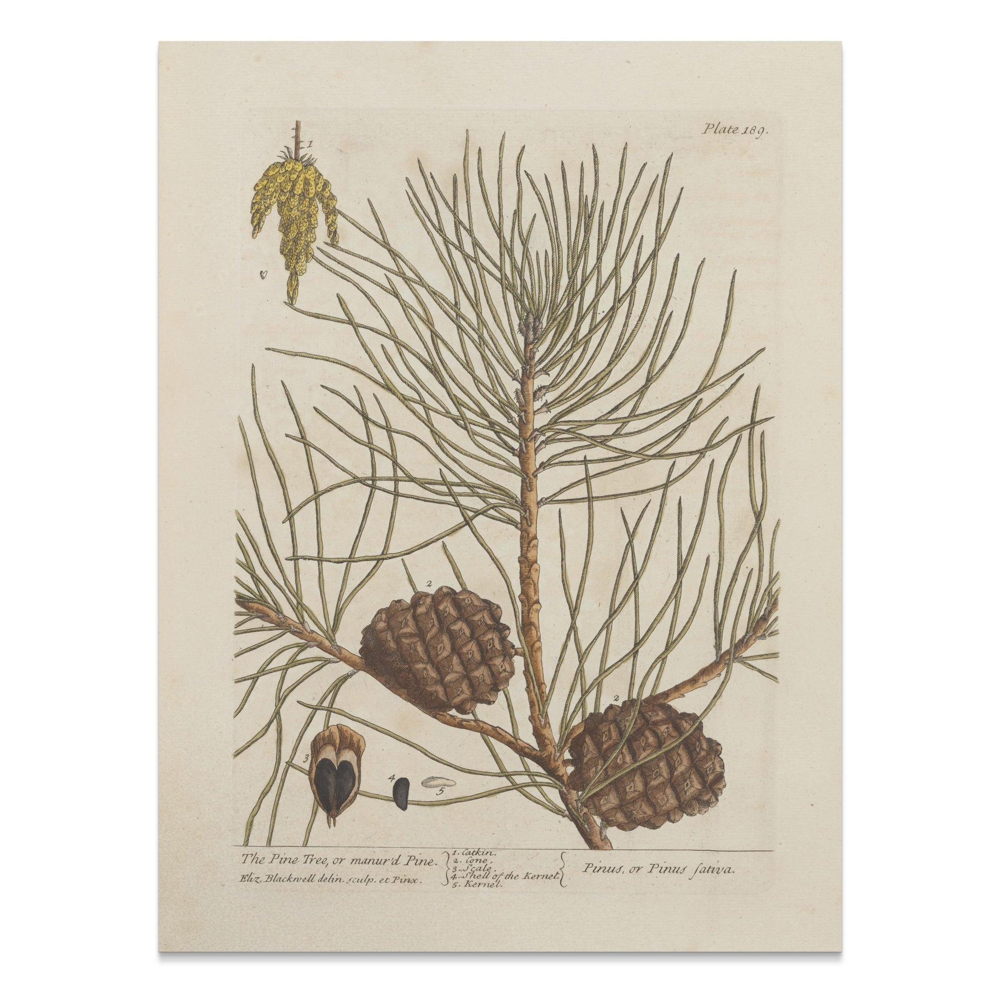 Premium Poster of Botanical Illustration of Pine Tree with Cones Posters