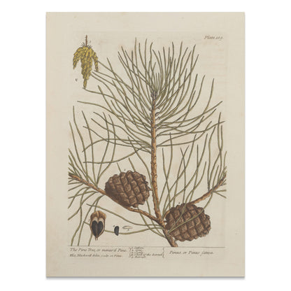 Premium Poster of Botanical Illustration of Pine Tree with Cones Posters