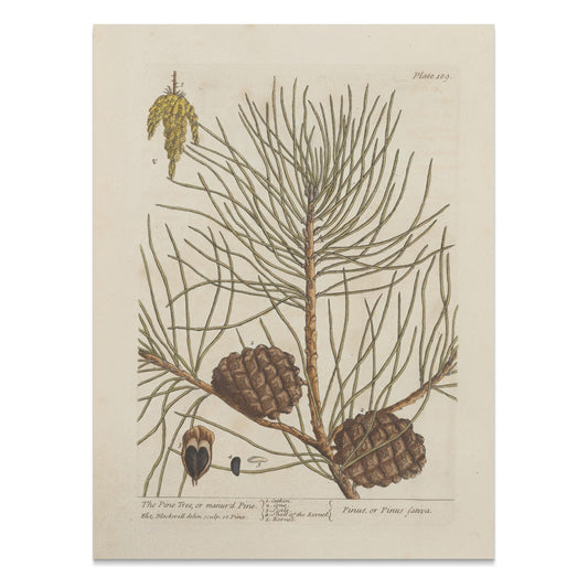 Premium Poster of Botanical Illustration of Pine Tree with Cones Posters