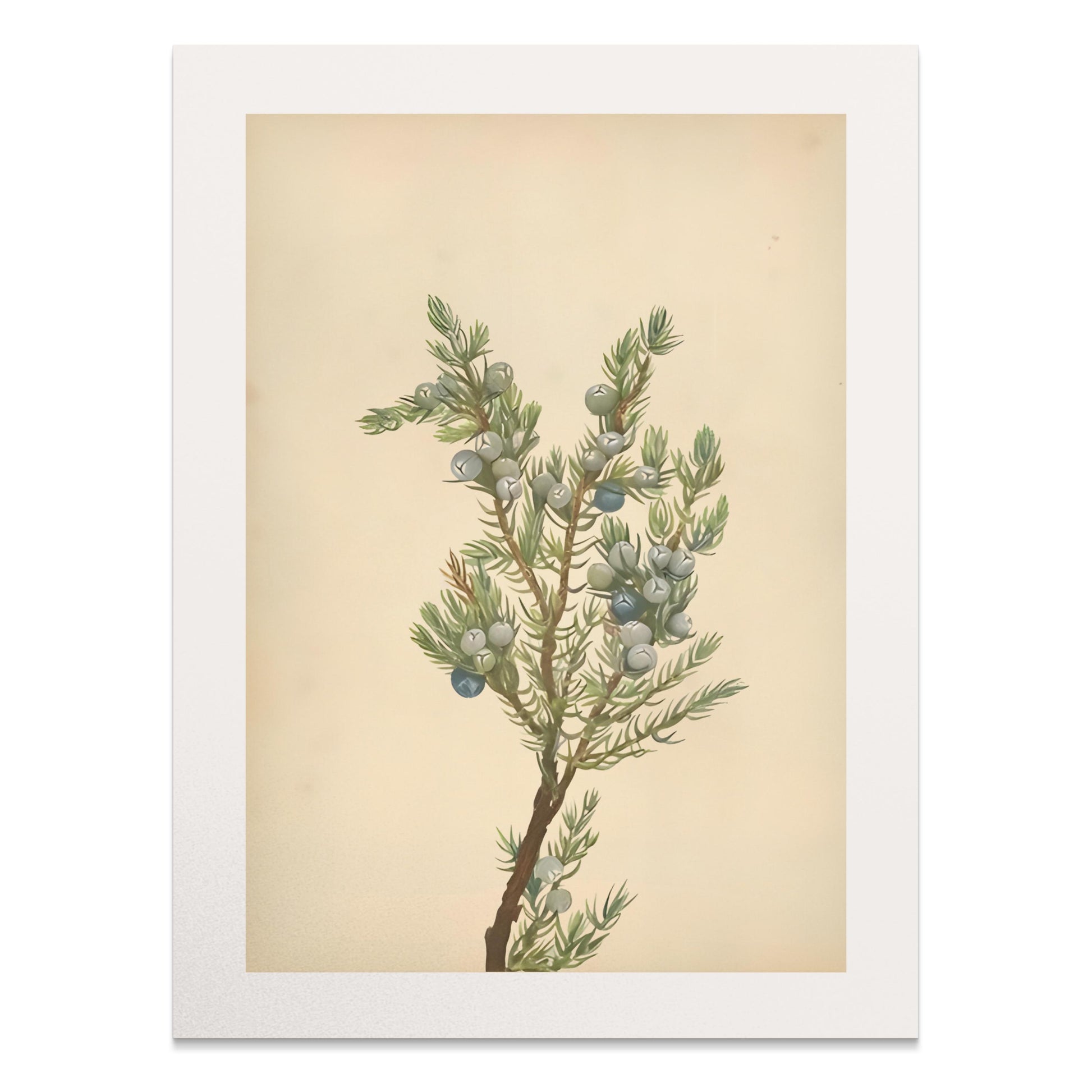 Premium Poster of Botanical Juniper Illustration Wall Art Posters