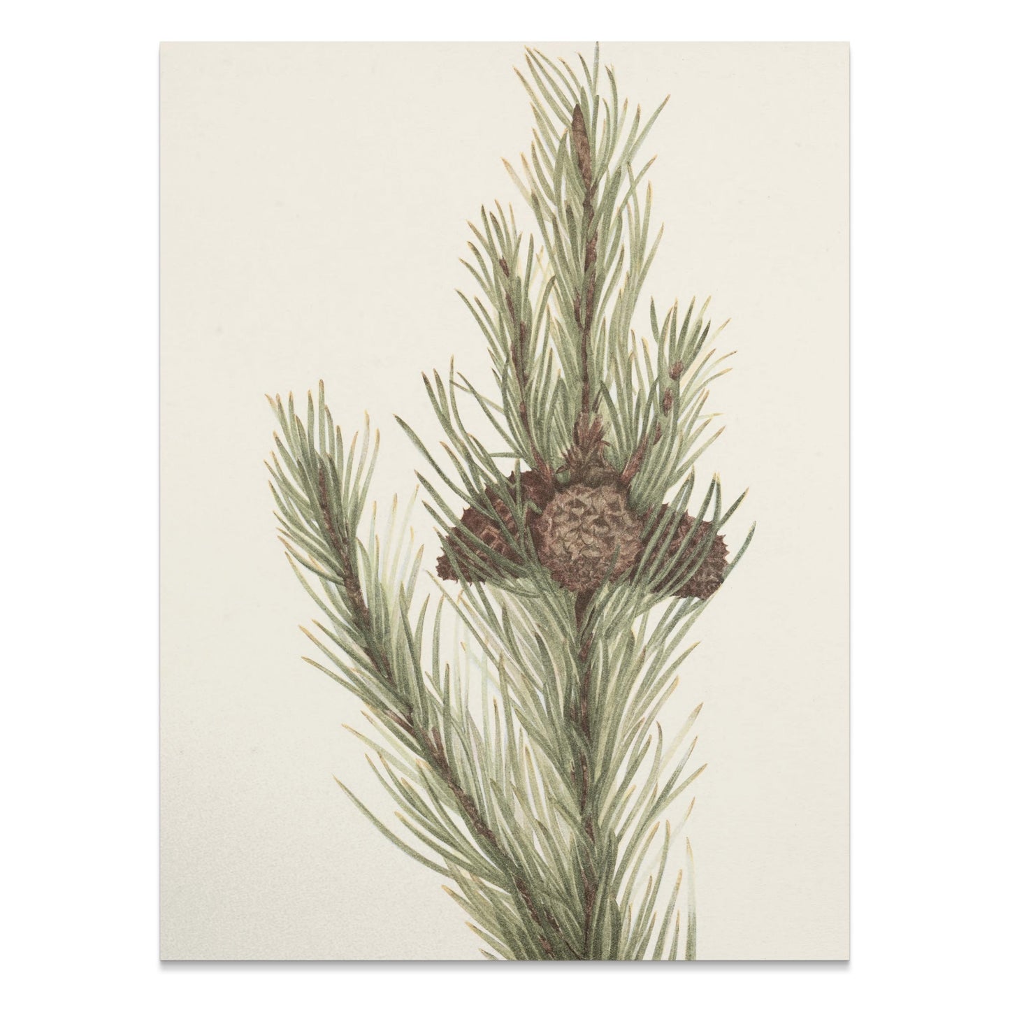 Premium Poster of Botanical Pine Tree Wall Art Print Posters