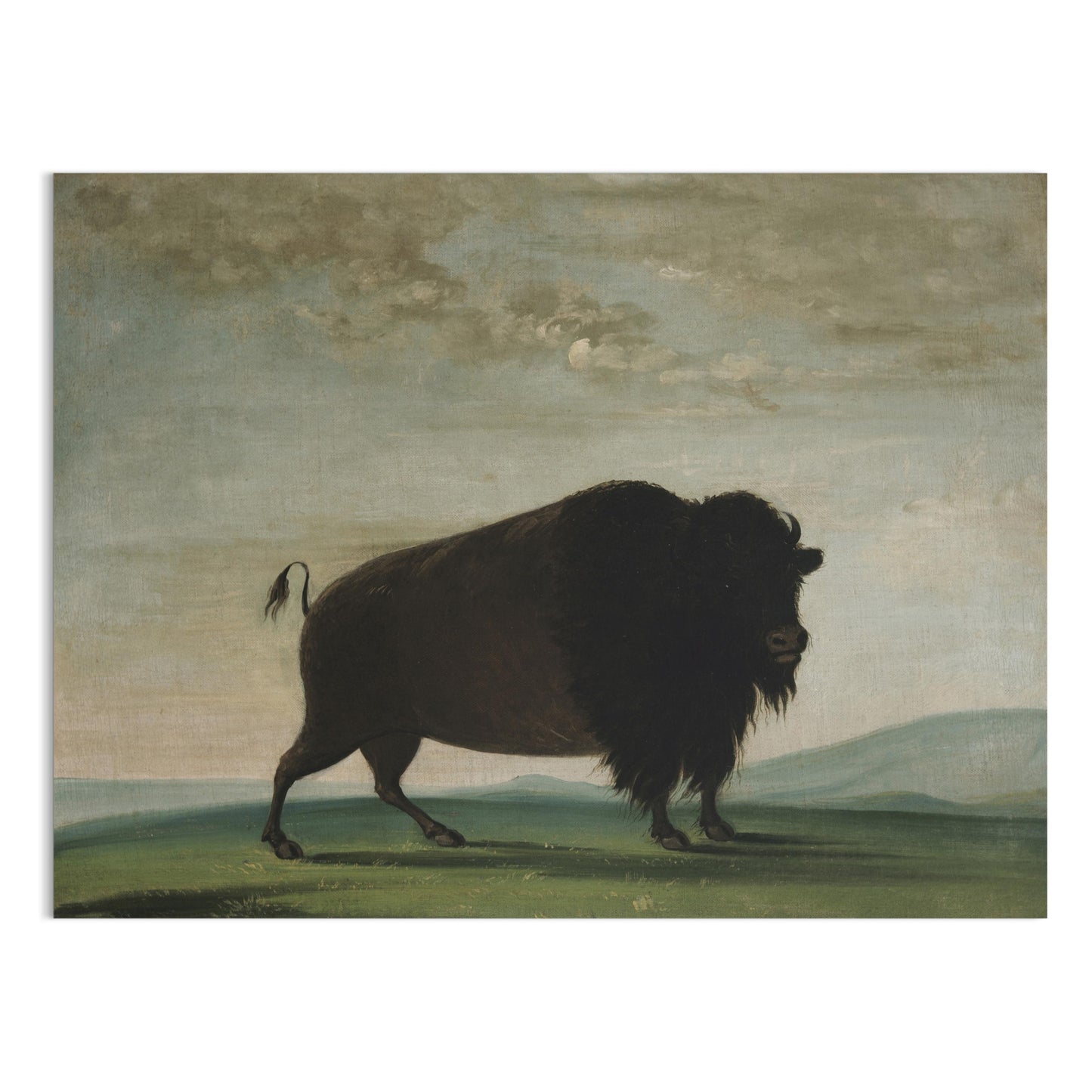 Premium Poster of Buffalo in Landscape Art Print Posters