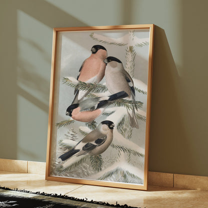 Premium Poster of Bullfinch Birds on Snowy Pine Tree Branch Posters