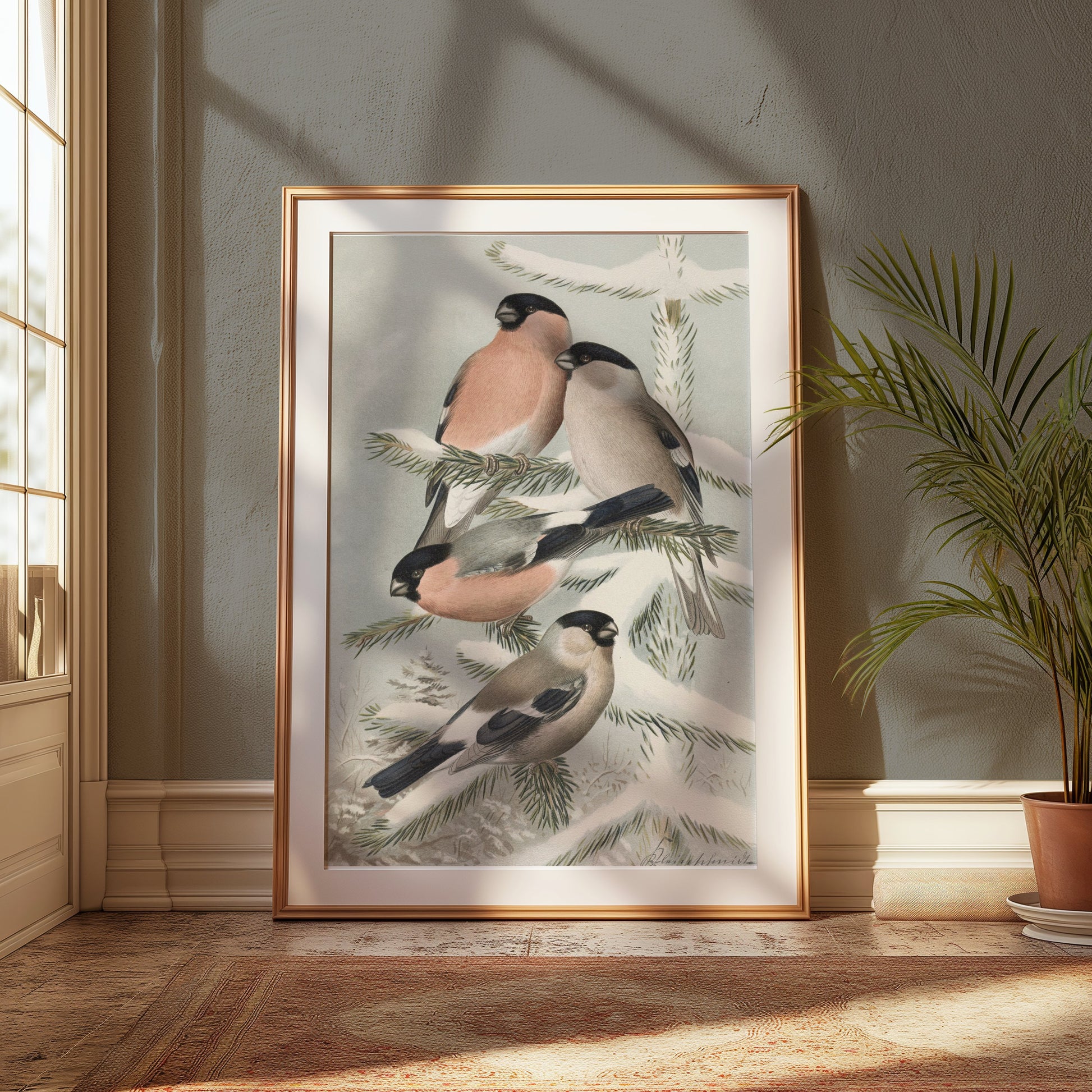 Premium Poster of Bullfinch Birds on Snowy Pine Tree Branch Posters