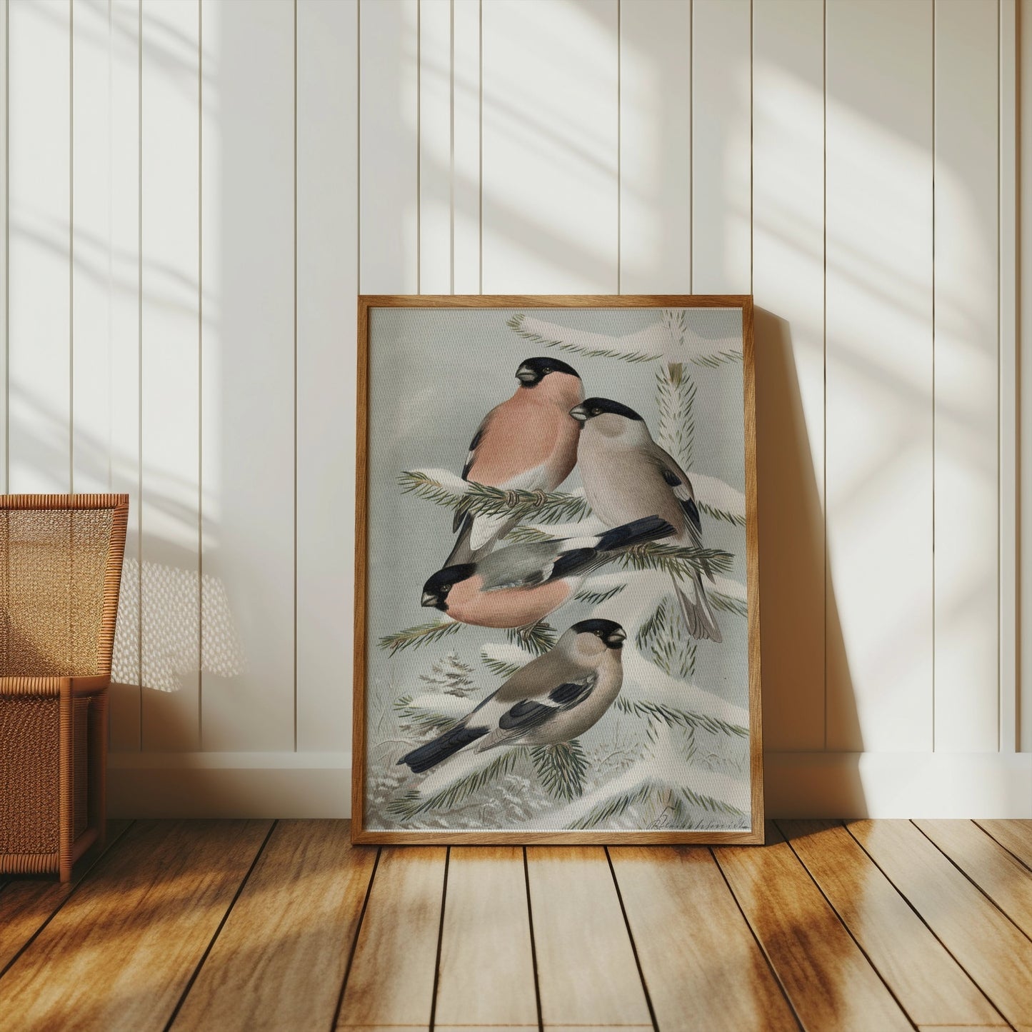 Premium Poster of Bullfinch Birds on Snowy Pine Tree Branch Posters