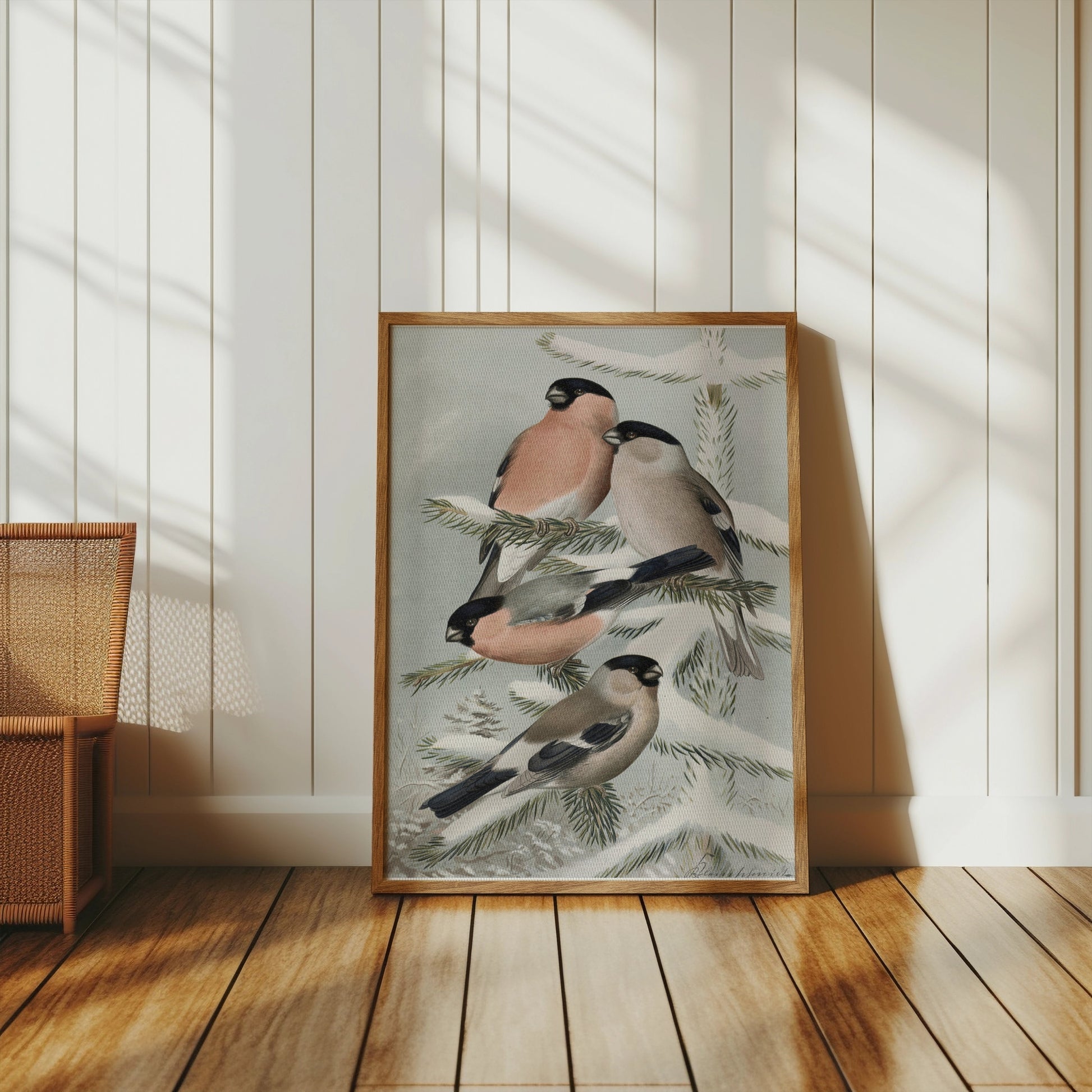 Premium Poster of Bullfinch Birds on Snowy Pine Tree Branch Posters