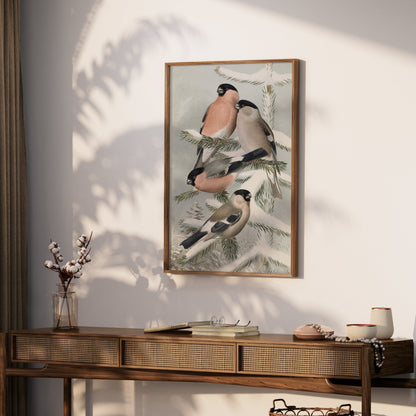 Premium Poster of Bullfinch Birds on Snowy Pine Tree Branch Posters