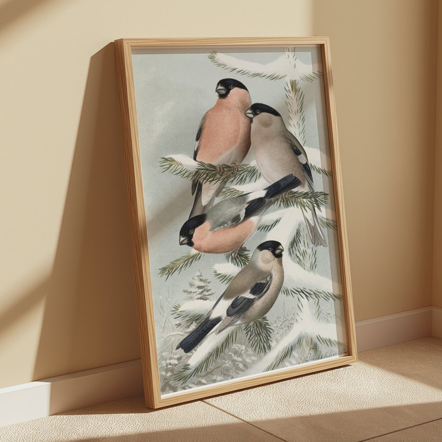 Premium Poster of Bullfinch Birds on Snowy Pine Tree Branch Posters