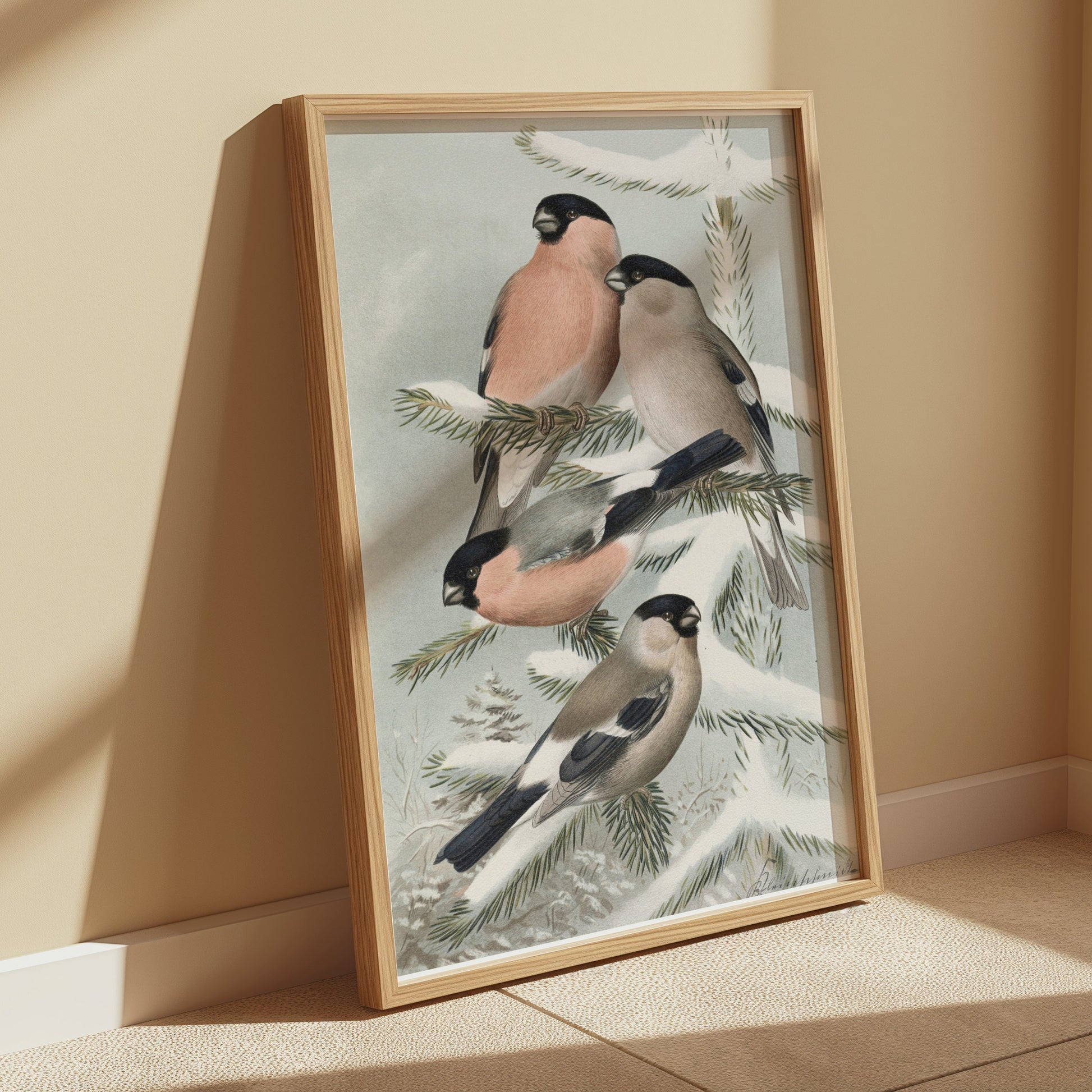 Premium Poster of Bullfinch Birds on Snowy Pine Tree Branch Posters