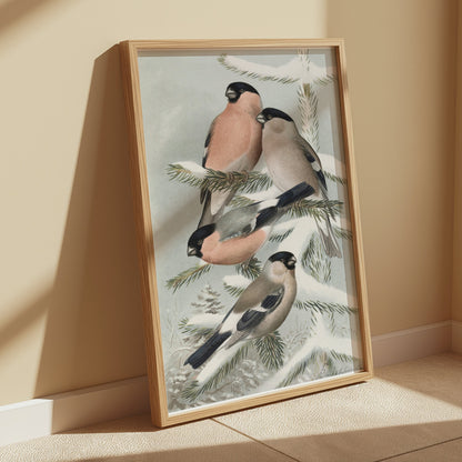Premium Poster of Bullfinch Birds on Snowy Pine Tree Branch Posters