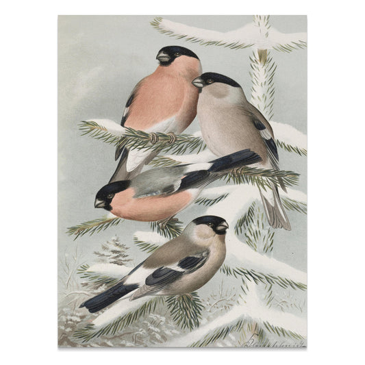 Premium Poster of Bullfinch Birds on Snowy Pine Tree Branch Posters