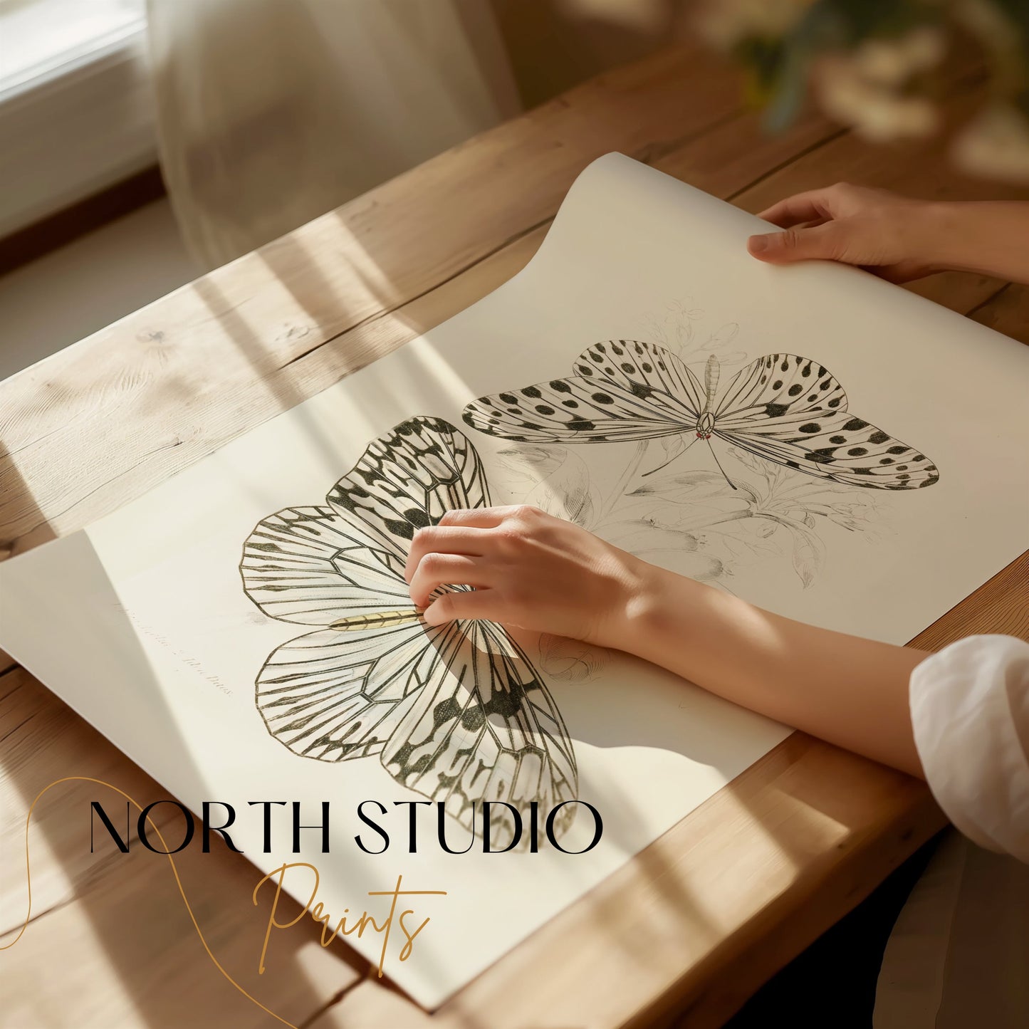 Premium Poster of Classic Botanical Drawing with Two Butterflies Posters