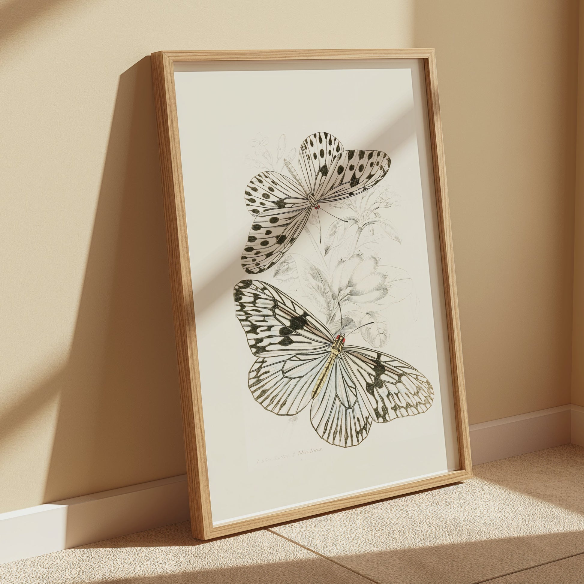 Premium Poster of Classic Botanical Drawing with Two Butterflies Posters