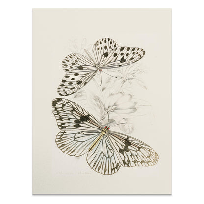 Premium Poster of Classic Botanical Drawing with Two Butterflies Posters