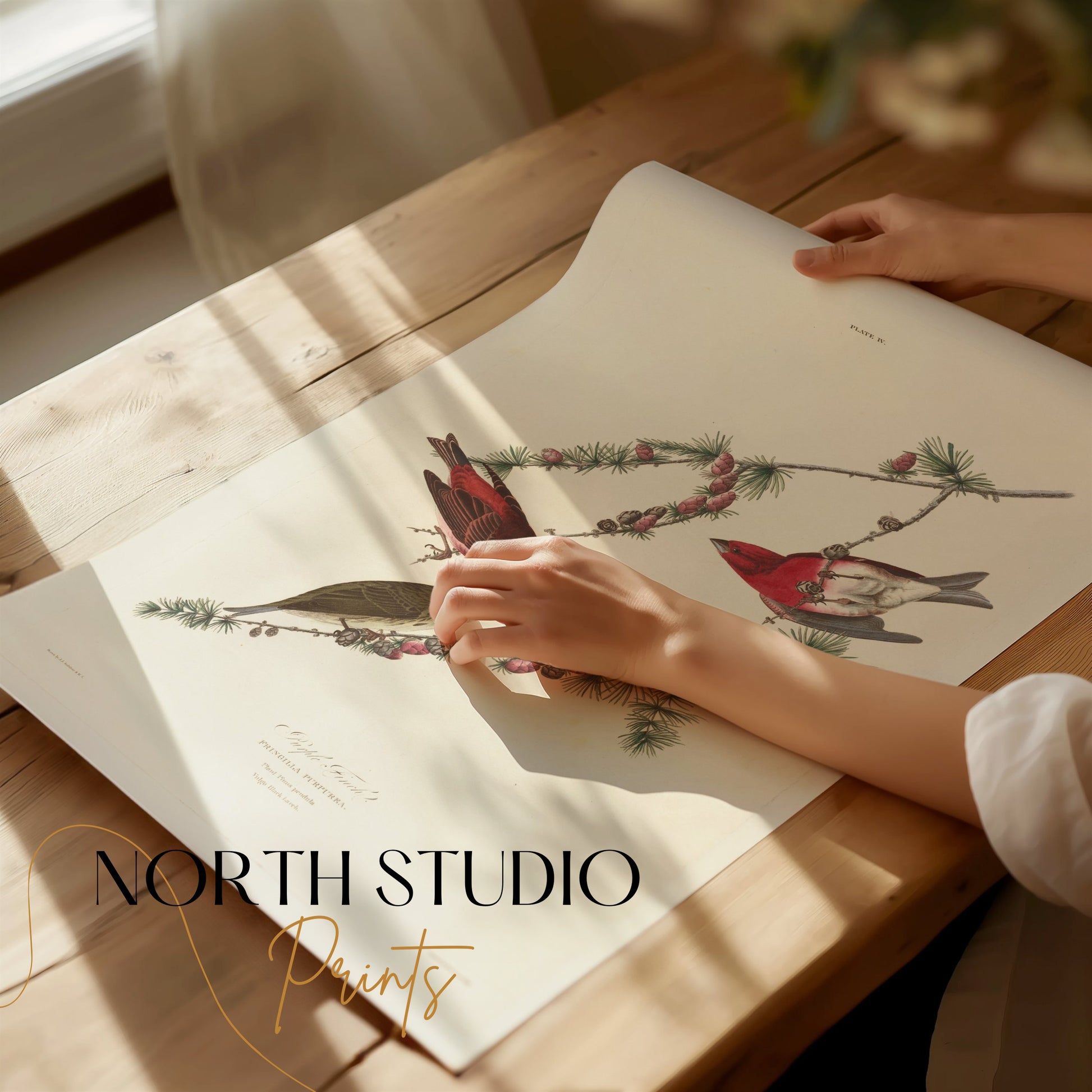 Premium Poster of Colorful Bird Illustration Art Print Posters