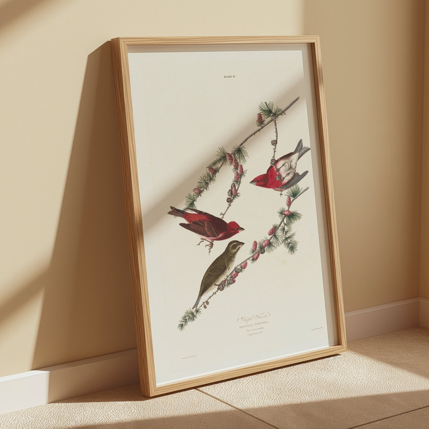 Premium Poster of Colorful Bird Illustration Art Print Posters