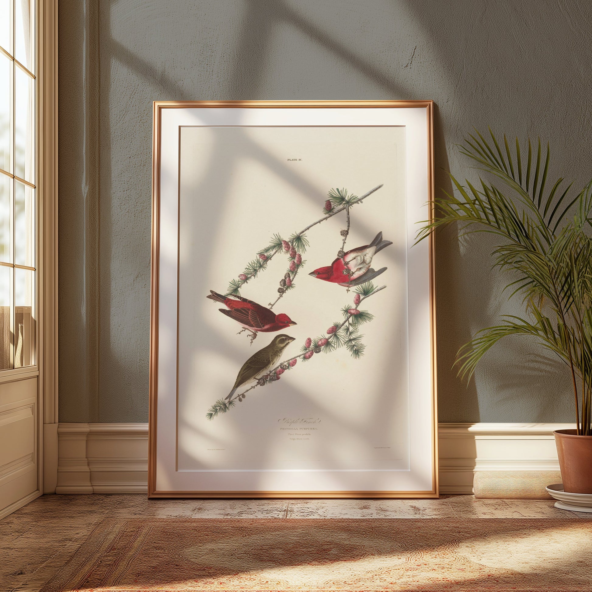 Premium Poster of Colorful Bird Illustration Art Print Posters