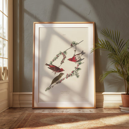 Premium Poster of Colorful Bird Illustration Art Print Posters