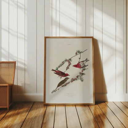 Premium Poster of Colorful Bird Illustration Art Print Posters