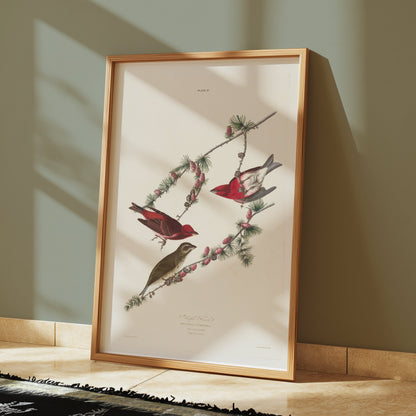 Premium Poster of Colorful Bird Illustration Art Print Posters