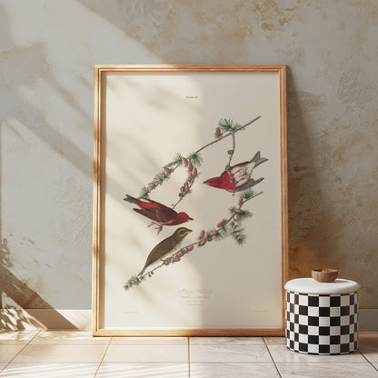 Premium Poster of Colorful Bird Illustration Art Print Posters