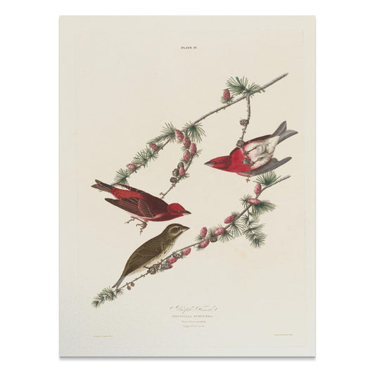 Premium Poster of Colorful Bird Illustration Art Print Posters
