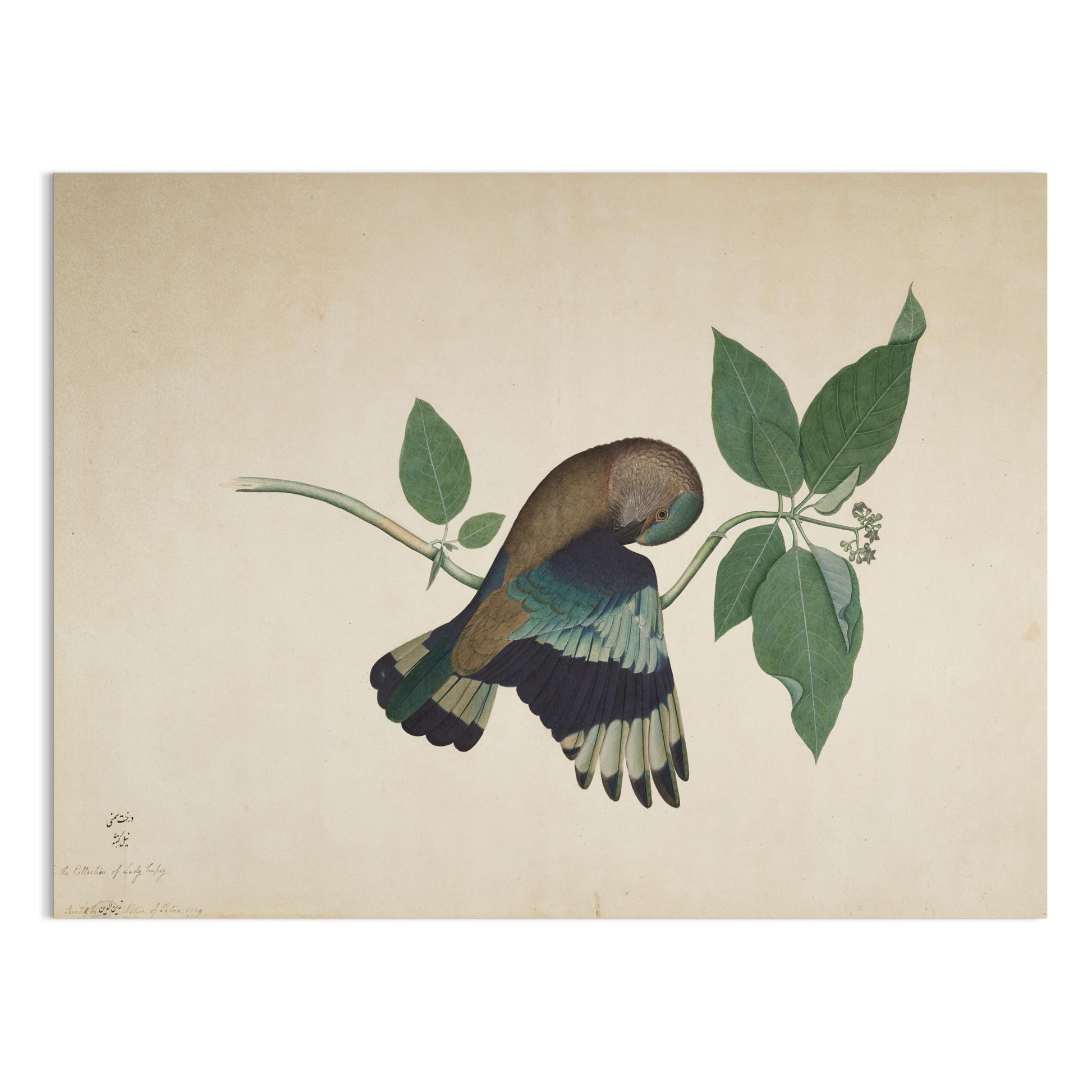 Premium Poster of Colorful Bird with Green Leaves Botanical Posters