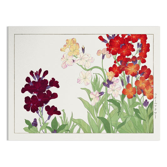 Premium Poster of Colorful Botanical Art of Wallflowers Illustration Posters