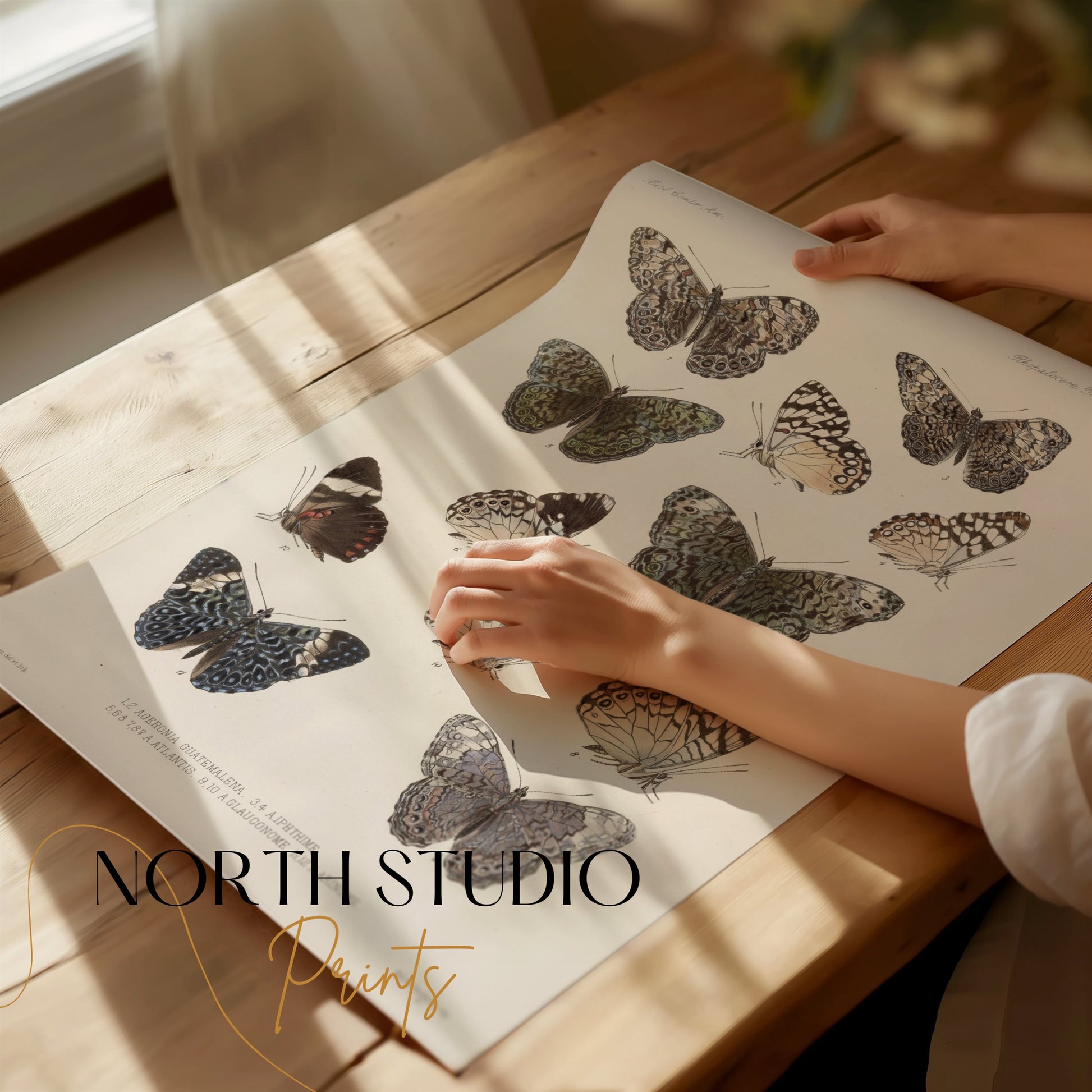 Premium Poster of Colorful Detailed Scientific Illustration Butterfly Posters