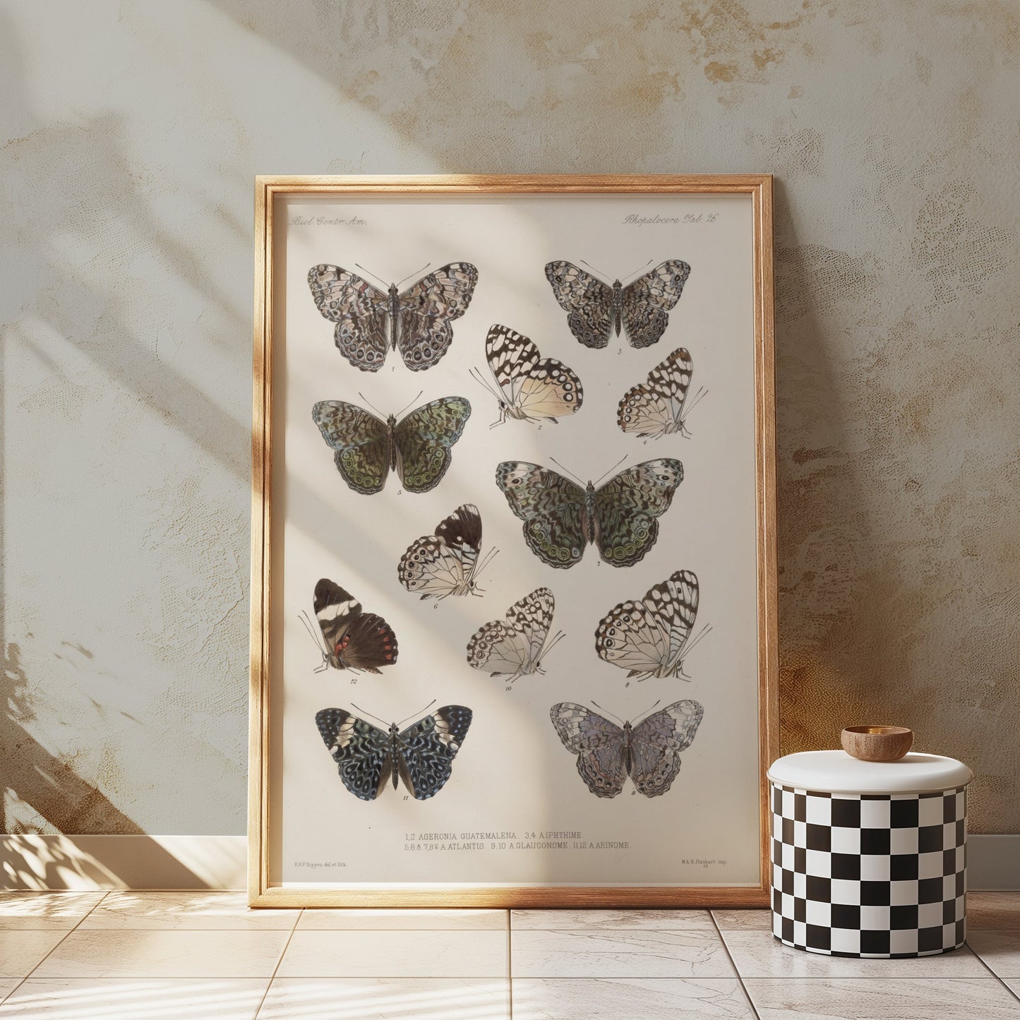 Premium Poster of Colorful Detailed Scientific Illustration Butterfly Posters