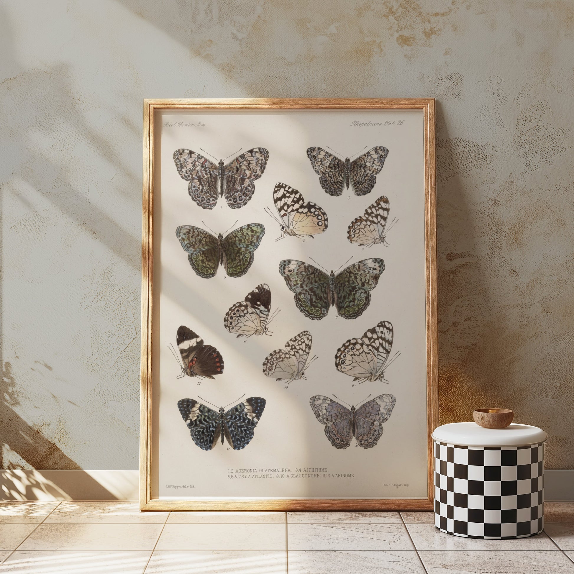 Premium Poster of Colorful Detailed Scientific Illustration Butterfly Posters