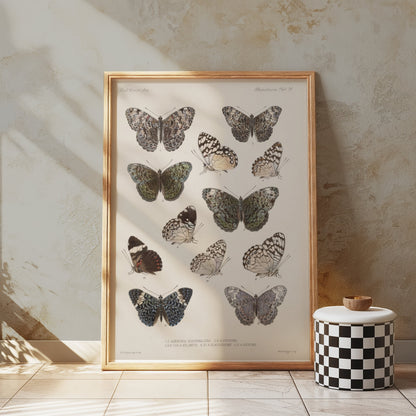Premium Poster of Colorful Detailed Scientific Illustration Butterfly Posters
