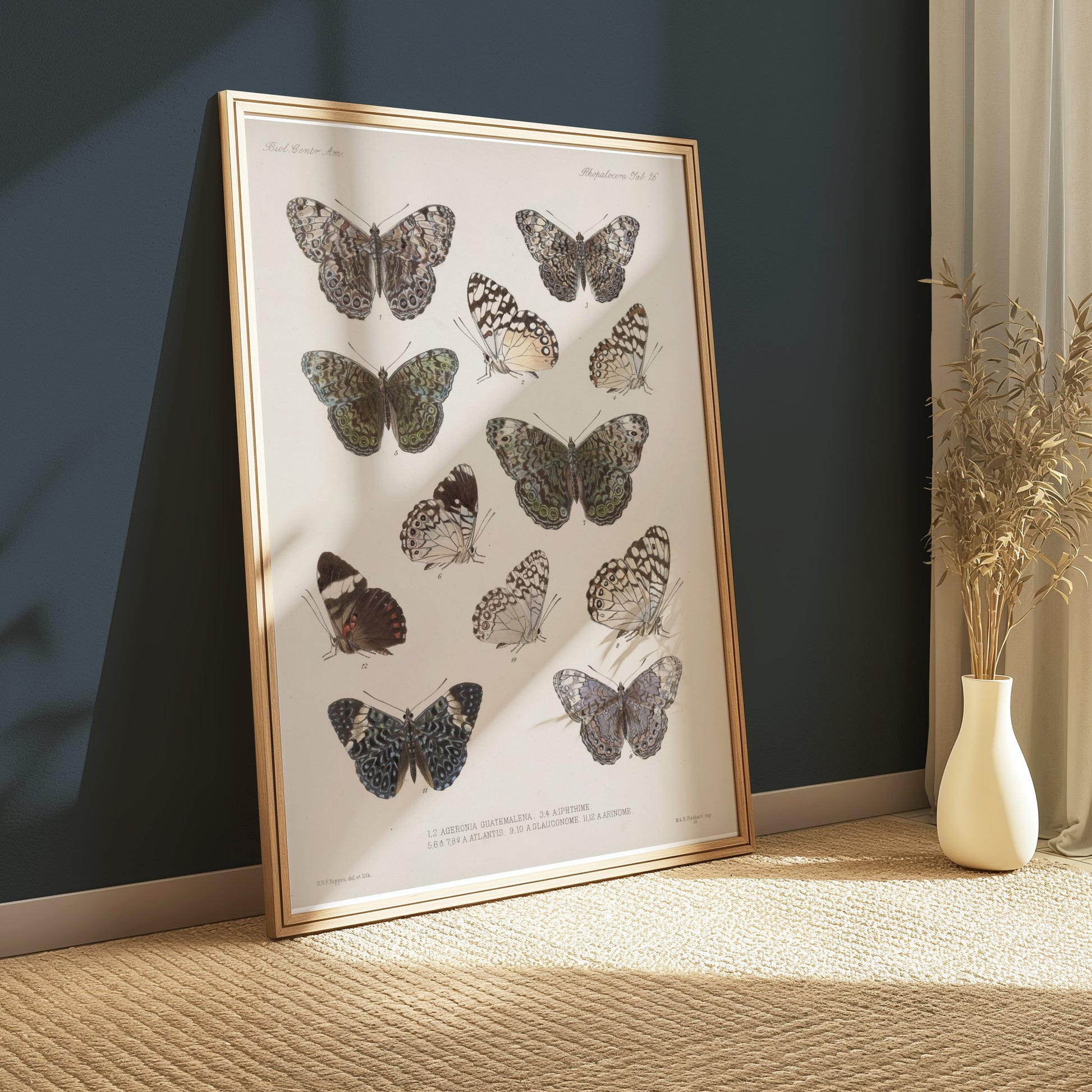 Premium Poster of Colorful Detailed Scientific Illustration Butterfly Posters