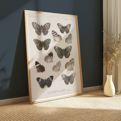Premium Poster of Colorful Detailed Scientific Illustration Butterfly Posters
