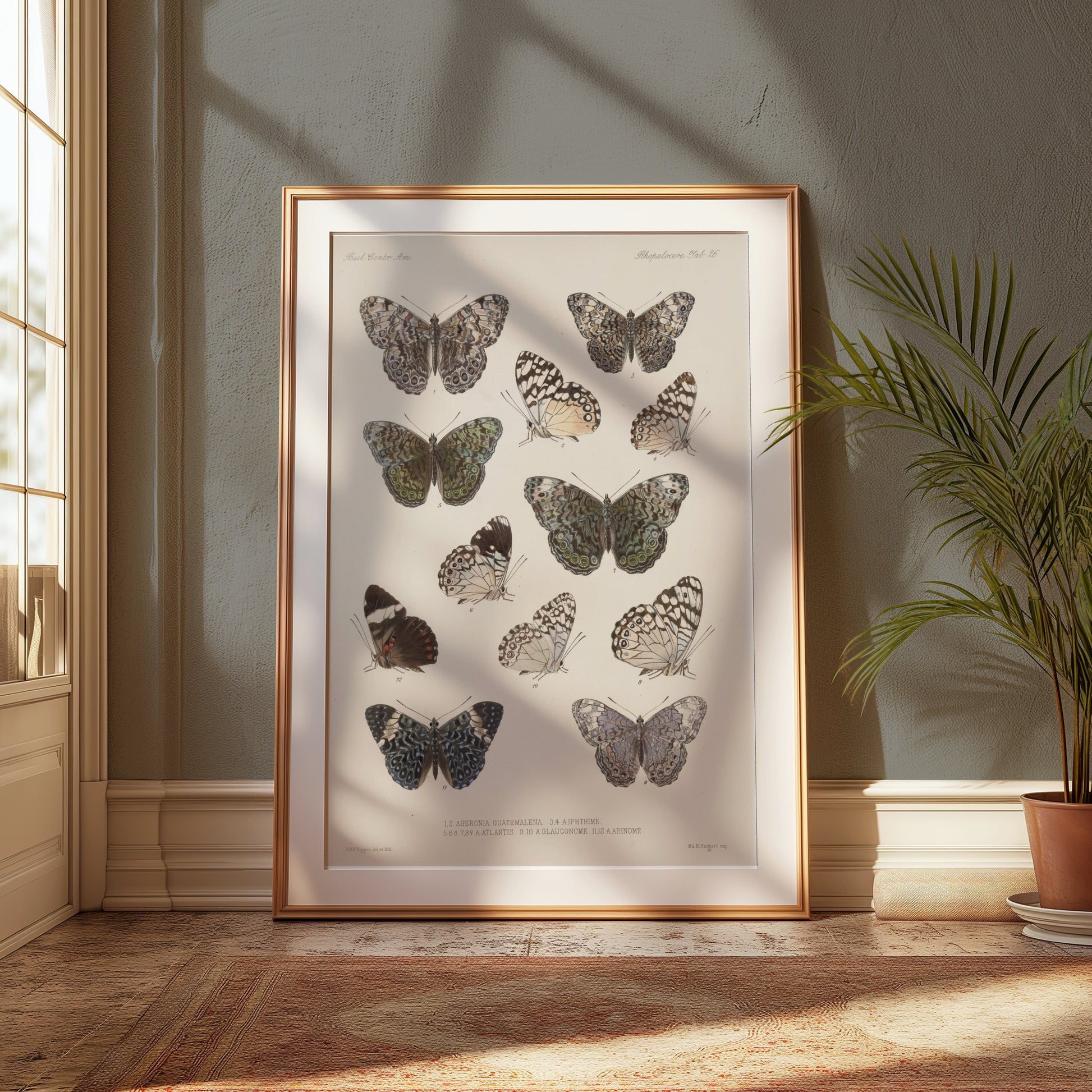 Premium Poster of Colorful Detailed Scientific Illustration Butterfly Posters