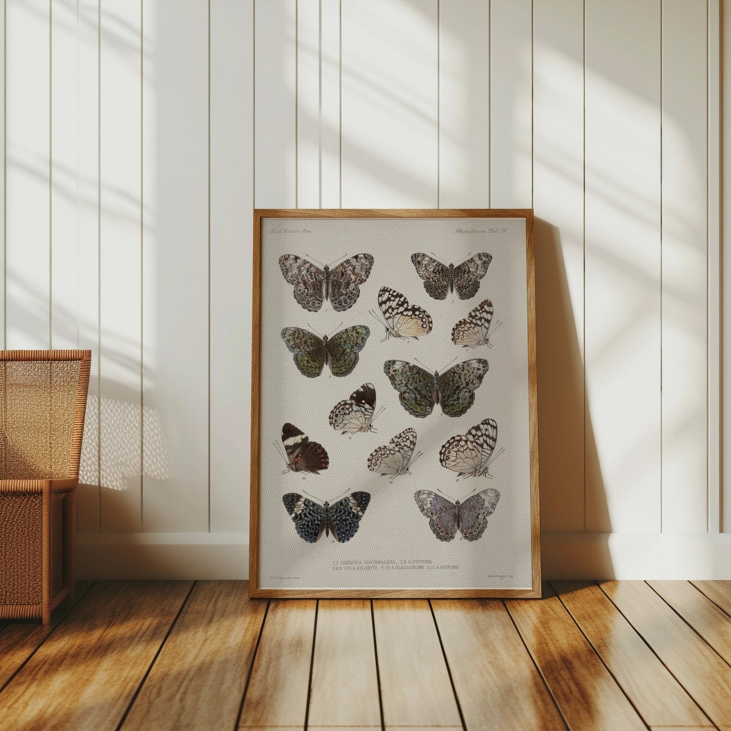 Premium Poster of Colorful Detailed Scientific Illustration Butterfly Posters