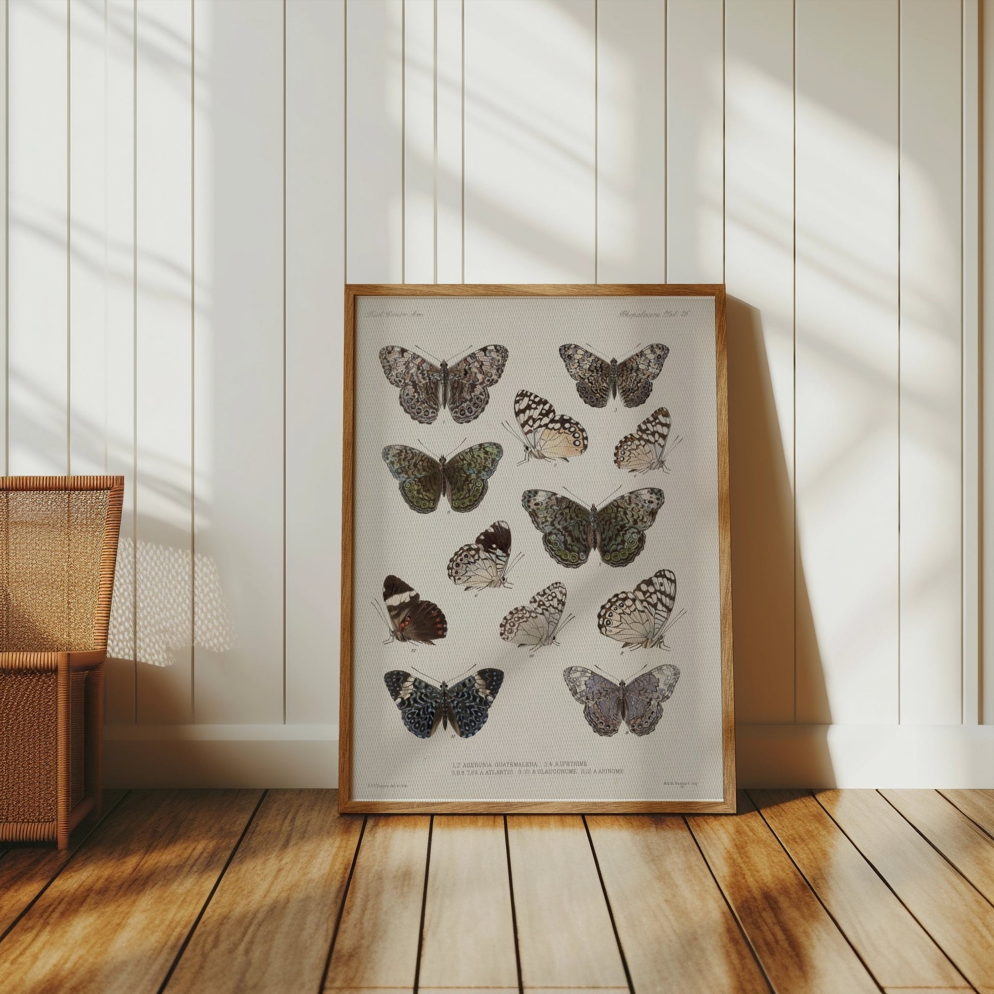 Premium Poster of Colorful Detailed Scientific Illustration Butterfly Posters
