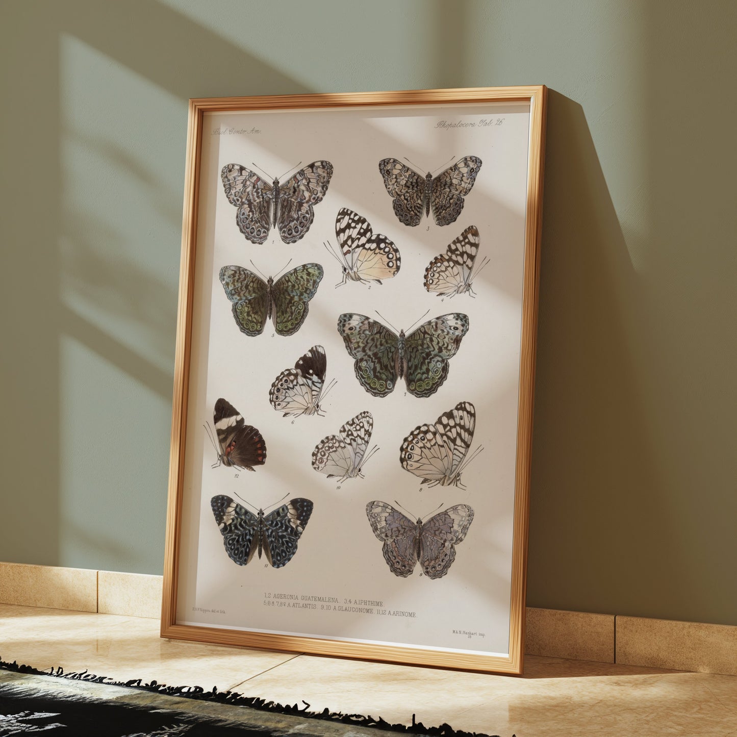 Premium Poster of Colorful Detailed Scientific Illustration Butterfly Posters