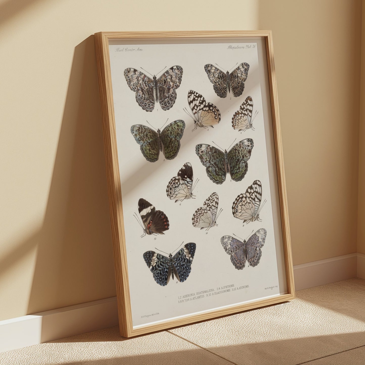 Premium Poster of Colorful Detailed Scientific Illustration Butterfly Posters