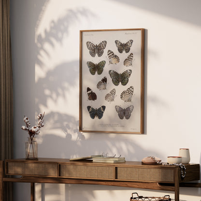 Premium Poster of Colorful Detailed Scientific Illustration Butterfly Posters