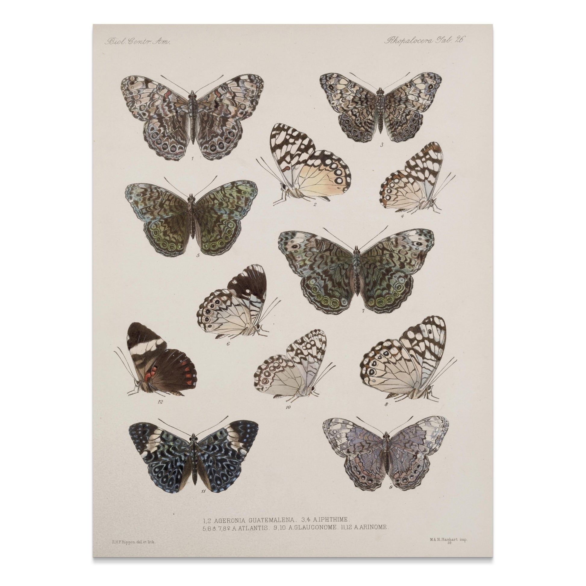 Premium Poster of Colorful Detailed Scientific Illustration Butterfly Posters