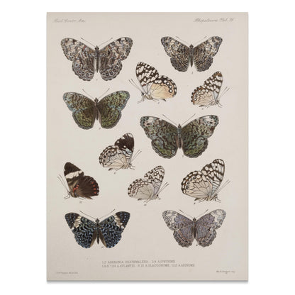 Premium Poster of Colorful Detailed Scientific Illustration Butterfly Posters